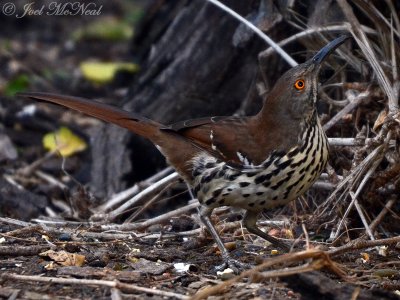 Long-billed Thrasher: Salineņo, TX
