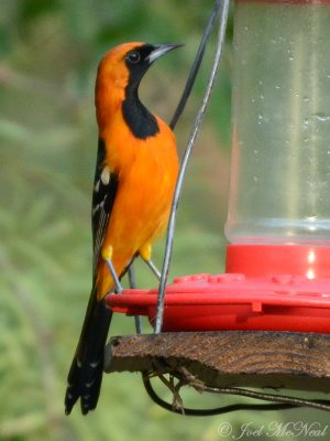 Hooded Oriole: Icterus cucullatus, Salineo, TX