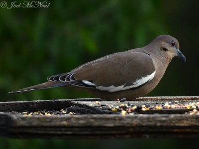 White-winged Dove: Salineo, TX