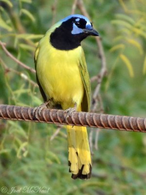 Green Jay: Salineo, TX