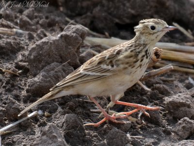 Sprague's Pipit: Willacy Co., TX