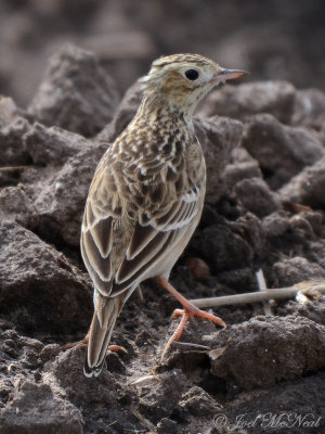 Sprague's Pipit: Willacy Co., TX