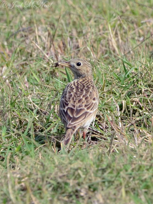 Sprague's Pipit: Willacy Co., TX