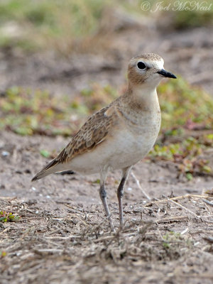 Mountain Plover: Willacy Co., TX