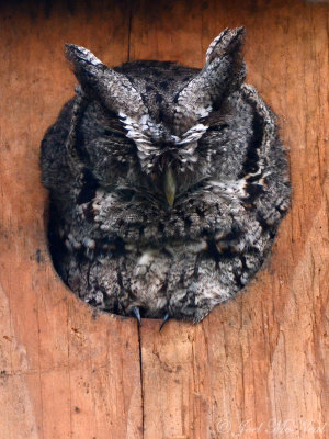 McCall's Eastern Screech-owl: Estero Llano Grande State Park, Hidalgo Co., TX