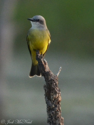 Tropical Kingbird: Estero Llano Grande State Park