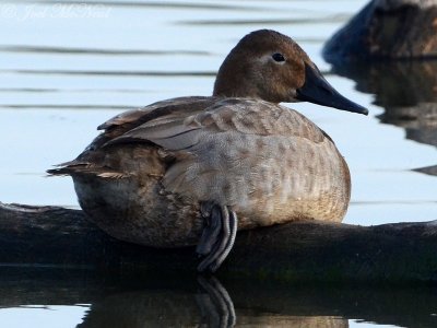 Canvasback: Aythya valisineria, Estero Llano Grande State Park