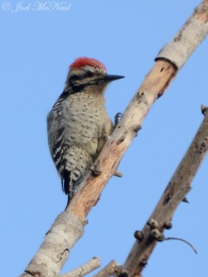 Ladder-backed Woodpecker: Estero Llano Grande State Park