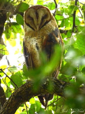 Barn Owl: Tyto alba,Estero Llano Grande State Park
