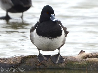 RIng-necked Duck: Aythya collaris, Estero Llano Grande State Park