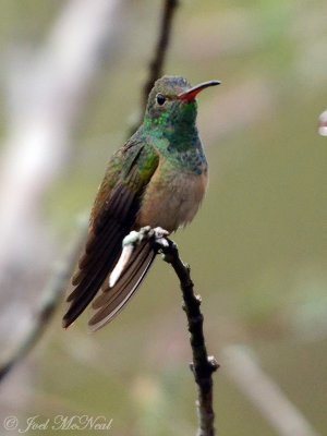 Buff-bellied Hummingbird: Amazilia yucatanensis, Estero Llano Grande State Park
