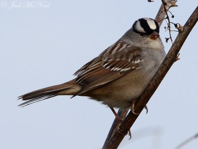 White-crowned Sparrow; Bartow Co., GA