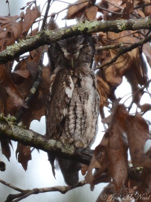 gray phase Eastern Screech-owl: Greene Co., GA