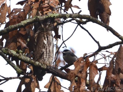 Carolina Chickadee getting brave with Eastern Screech-owl: Greene Co., GA