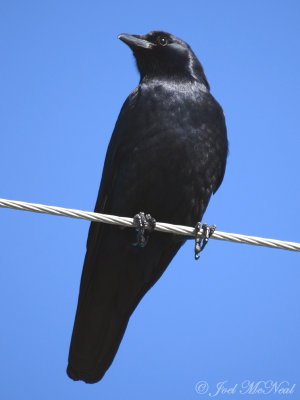 Fish Crow: Corvus ossifragus, Jekyll Island, GA