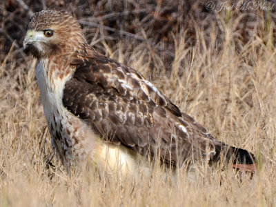 Red-tailed Hawk; Altamaha WMA, GA