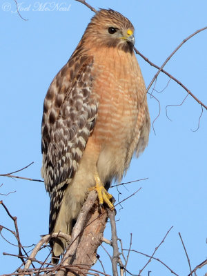 Red-shouldered Hawk; Altamaha WMA, GA