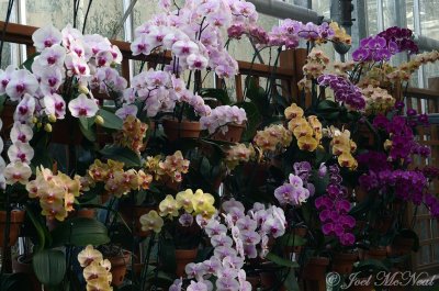 Phalaenopsis display: Atlanta Botanical Garden