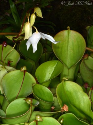 Heliamphora minor, a S. American Pitcherplant: Atlanta Botanical Garden