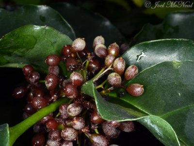<i>Amborella trichopoda</i> in fruit: Atlanta Botanical Garden