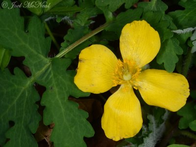 Stylophorum diphyllum: Wood Poppy