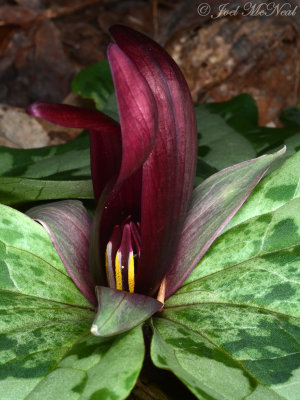 Trillum decumbens: Trailing Wakerobin