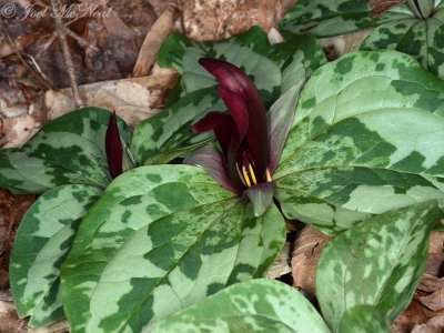 Trillum decumbens: Trailing Wakerobin