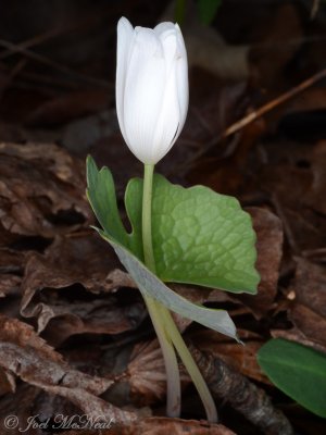 Sanguinaria canadensis: Bloodroot
