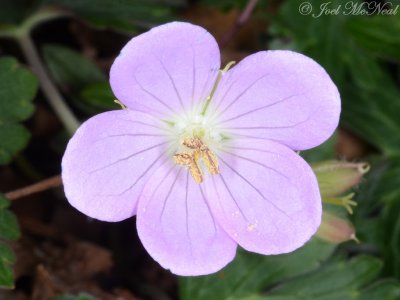 Geranium maculatum: Wild Geranium