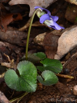Viola sororia: Early Blue VIolet