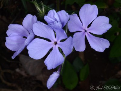 Phlox divaricata: Woodland Phlox