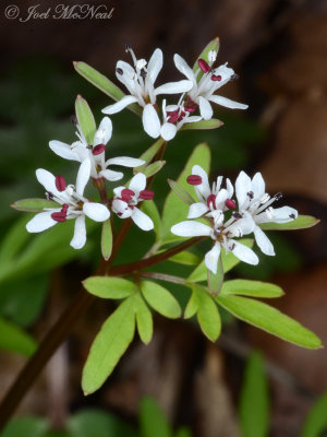 Erigenia bulbosa: Harbinger-of-spring