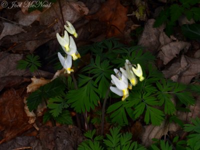 Dicentra cucullaria: Dutchman's Breeches