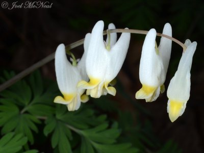 Dicentra cucullaria: Dutchman's Breeches