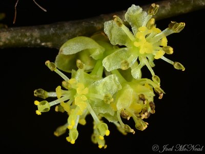 Lindera benzoin: Spicebush, male flowers