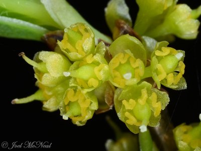 Lindera benzoin: Spicebush, female flowers