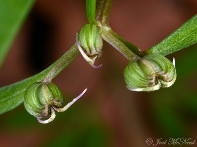 Erigenia bulbosa: Harbinger-of-spring, fruits