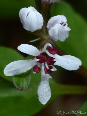 Erigenia bulbosa: Harbinger-of-spring