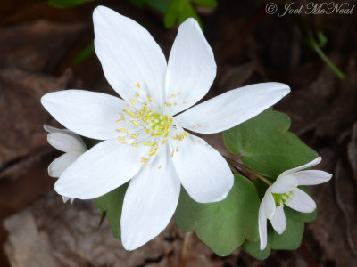 Thalictrum thalictroides: Rue Anemone