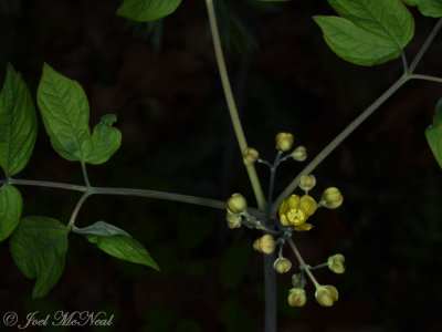 Caulophyllum thalictroides: Blue Cohosh