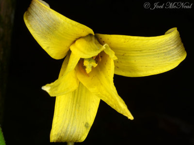 Erythronium americanum: Yellow Trout-lily