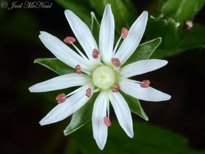 Stellaria pubera: Star Chickweed