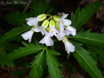 Cardamine concatenata: Cut-leaved Toothwort