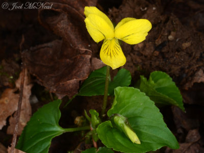 Viola pennsylvanica: Smooth Yellow Violet