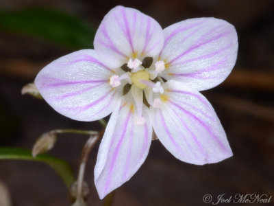 Claytonia caroliniana: Carolina Spring Beauty