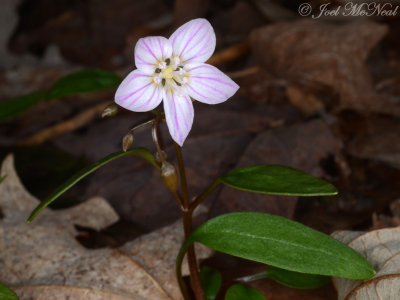 Claytonia caroliniana: Carolina Spring Beauty