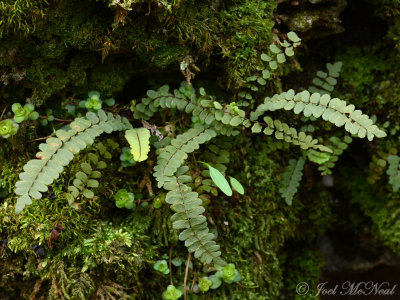 Asplenium trichomanes: Maidenhair Spleenwort