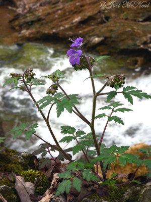 Phacelia bipinnatifida: Fernleaf Phacelia
