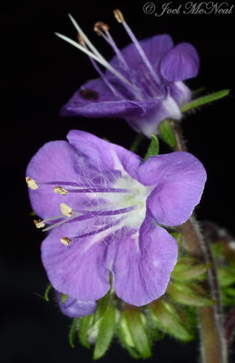 Phacelia bipinnatifida: Fernleaf Phacelia