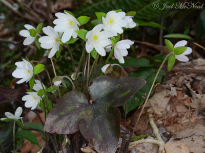 Hepatica acutiloba: Sharp-lobed Hepatica